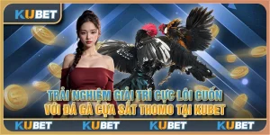 Trải nghiệm giải trí cực lôi cuốn với đá gà cựa sắt thomo tại Kubet